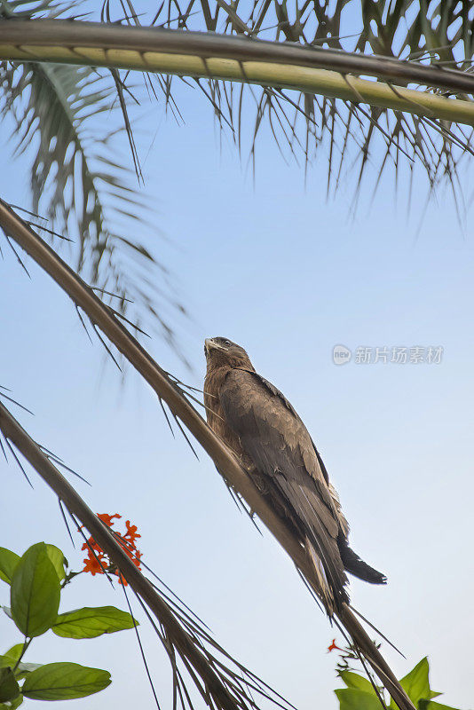 黎明时分，塞内加尔达喀尔，黑风筝(Mulvus migration，猛禽)停在棕榈树树枝上